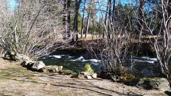 a view of a park with large trees
