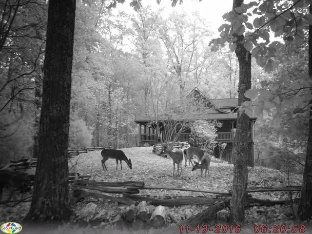 a view of a yard in front of the house