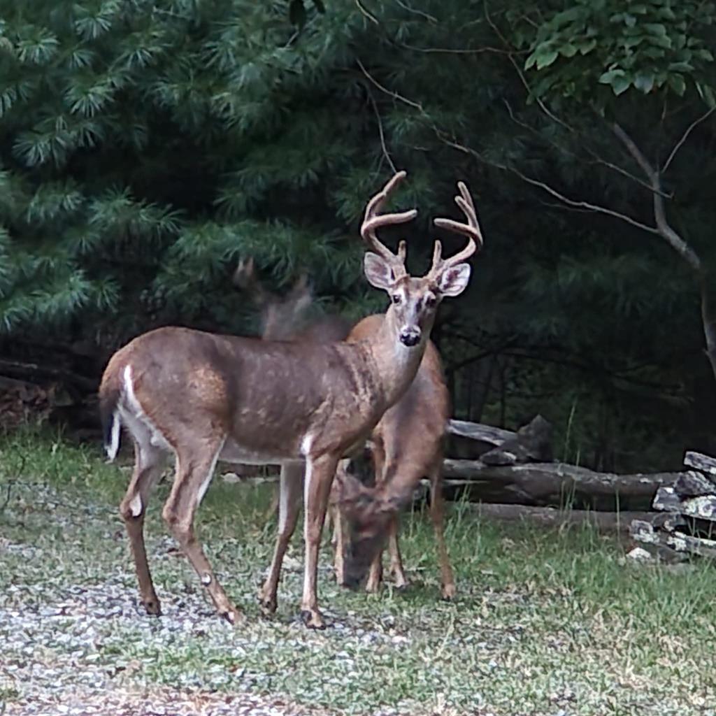 16 Enchanting Circle Morganton, GA 30560 - Photo 48 of 57 a view of a wooden fence and a yard