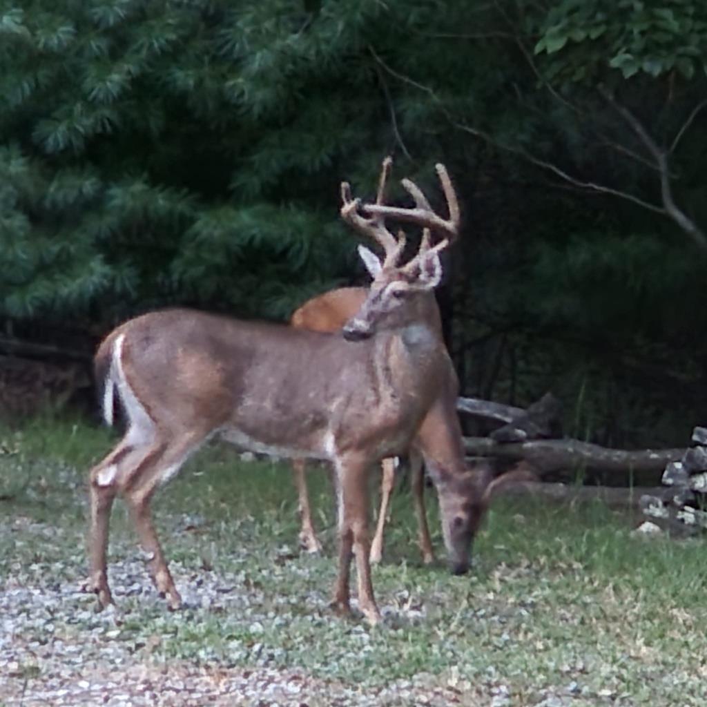 16 Enchanting Circle Morganton, GA 30560 - Photo 49 of 57 a view of a yard in front of the house