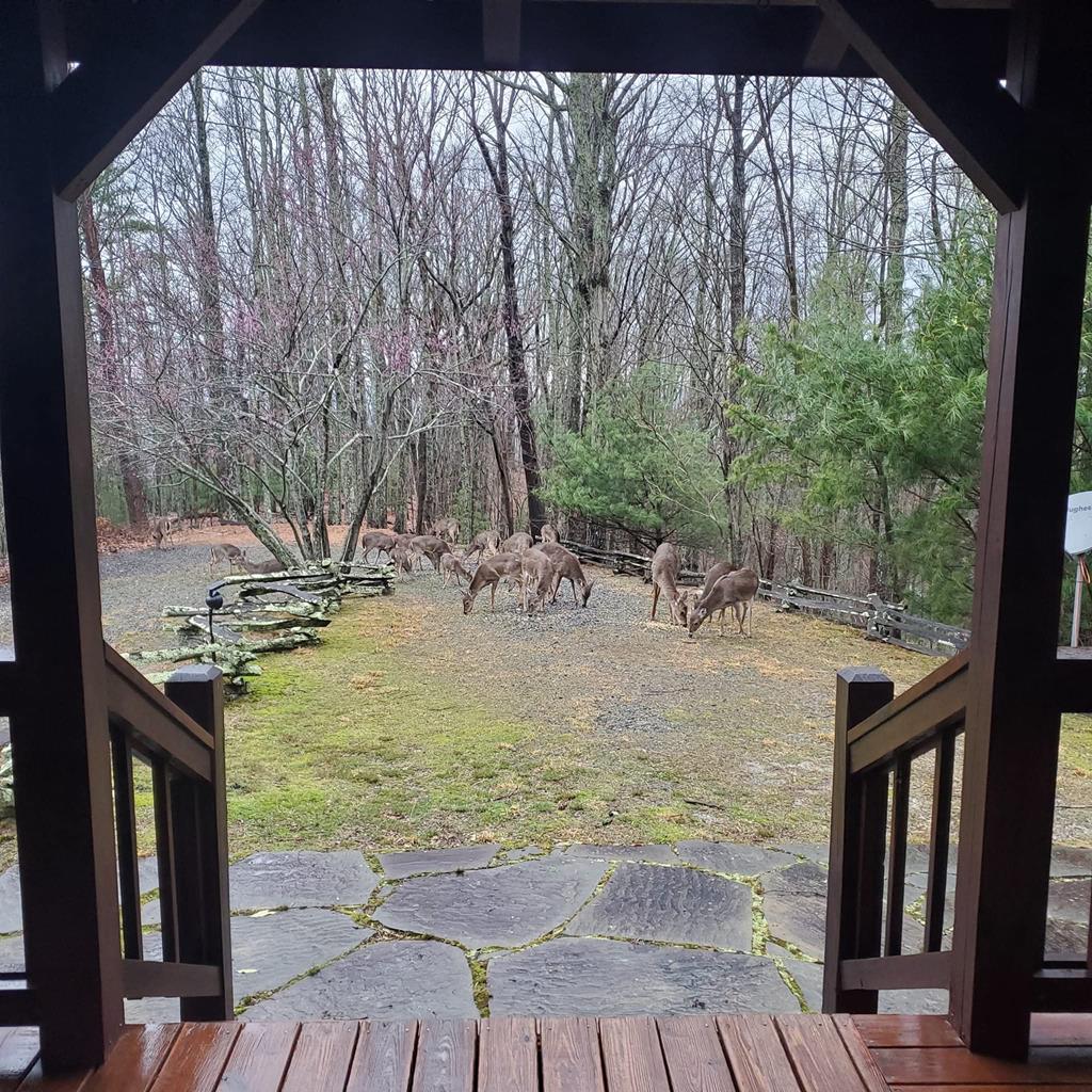 16 Enchanting Circle Morganton, GA 30560 - Photo 51 of 57 a view of a backyard with sitting area