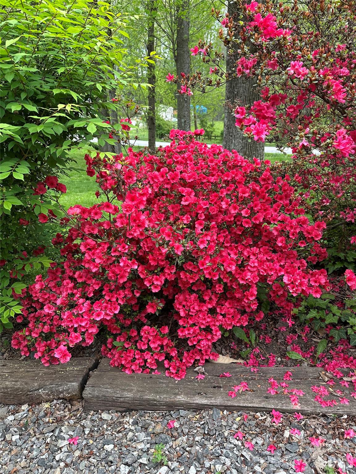 1348 Jenkins Valley Road Alexander, NC 28701 - Photo 41 of 44 a view of a flower