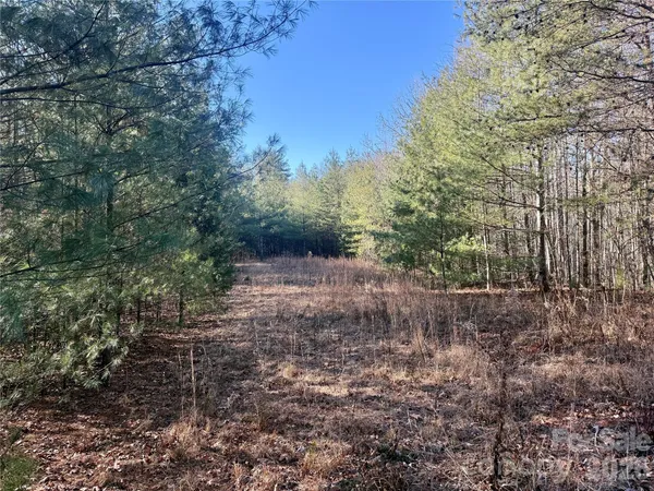 a view of a forest with trees in the background