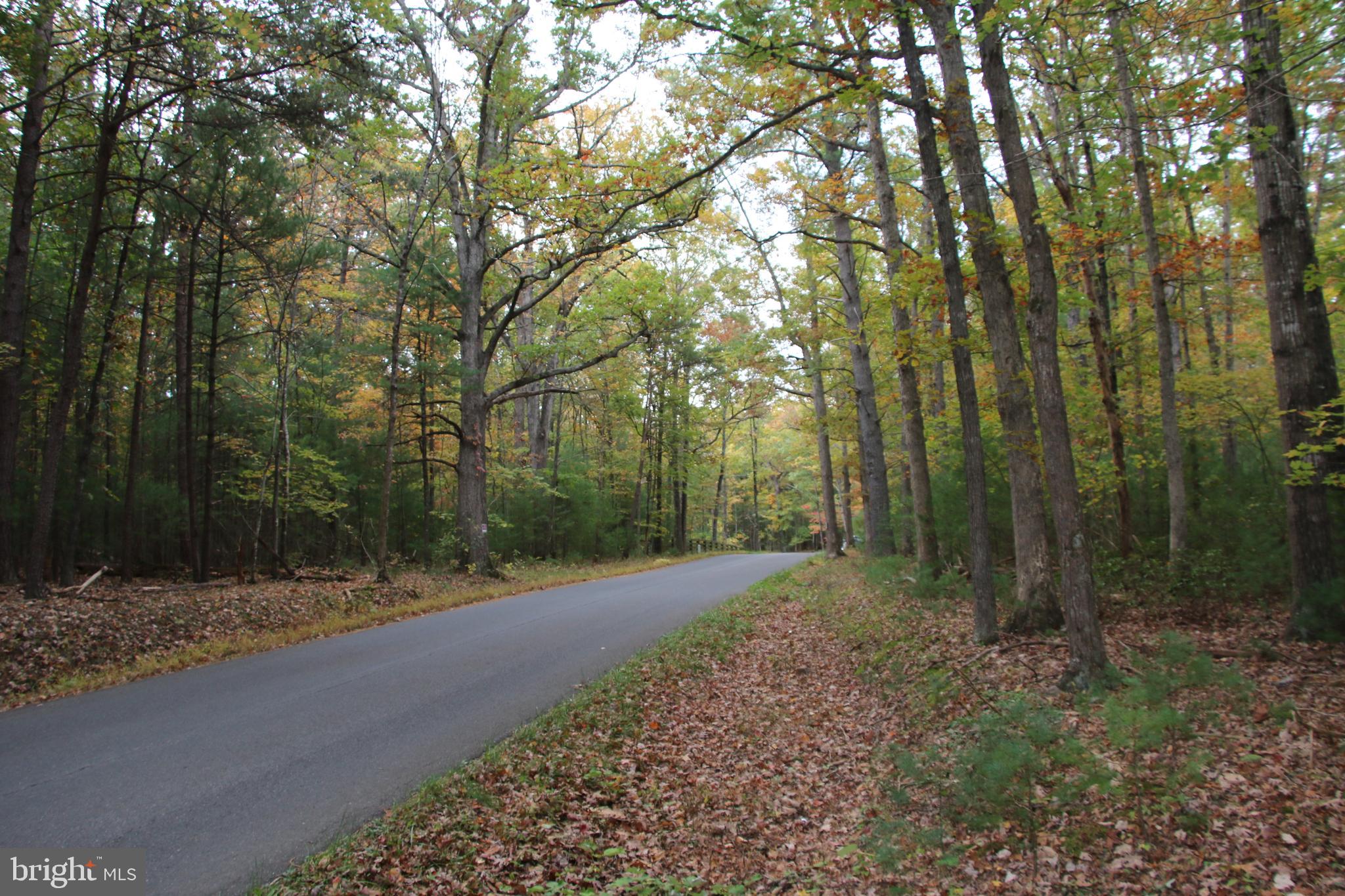 Alum Springs Road Basye, VA 22810 - Photo 23 of 63 a view of a forest filled with trees