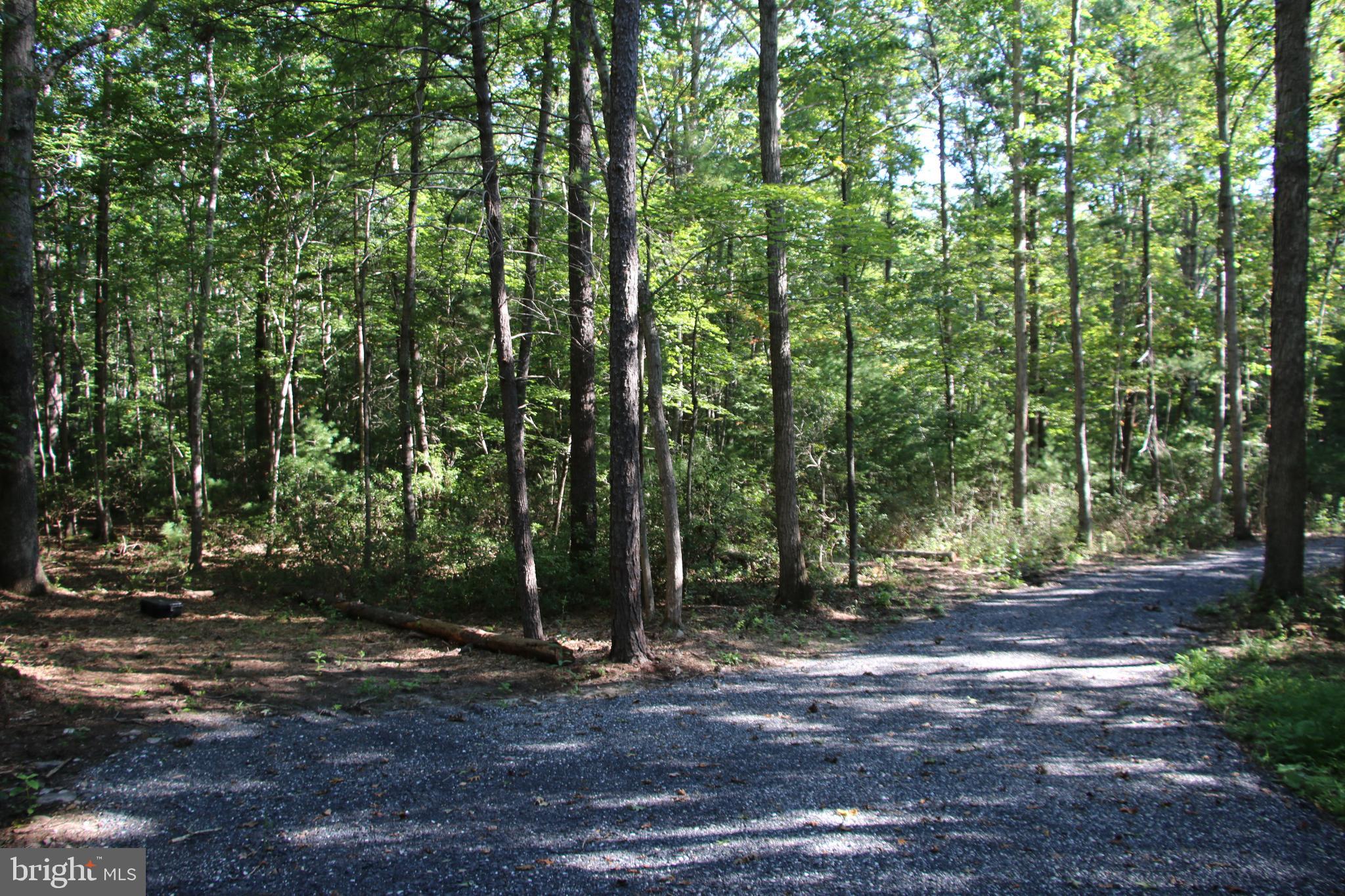 Alum Springs Road Basye, VA 22810 - Photo 28 of 63 a view of a tree in a yard