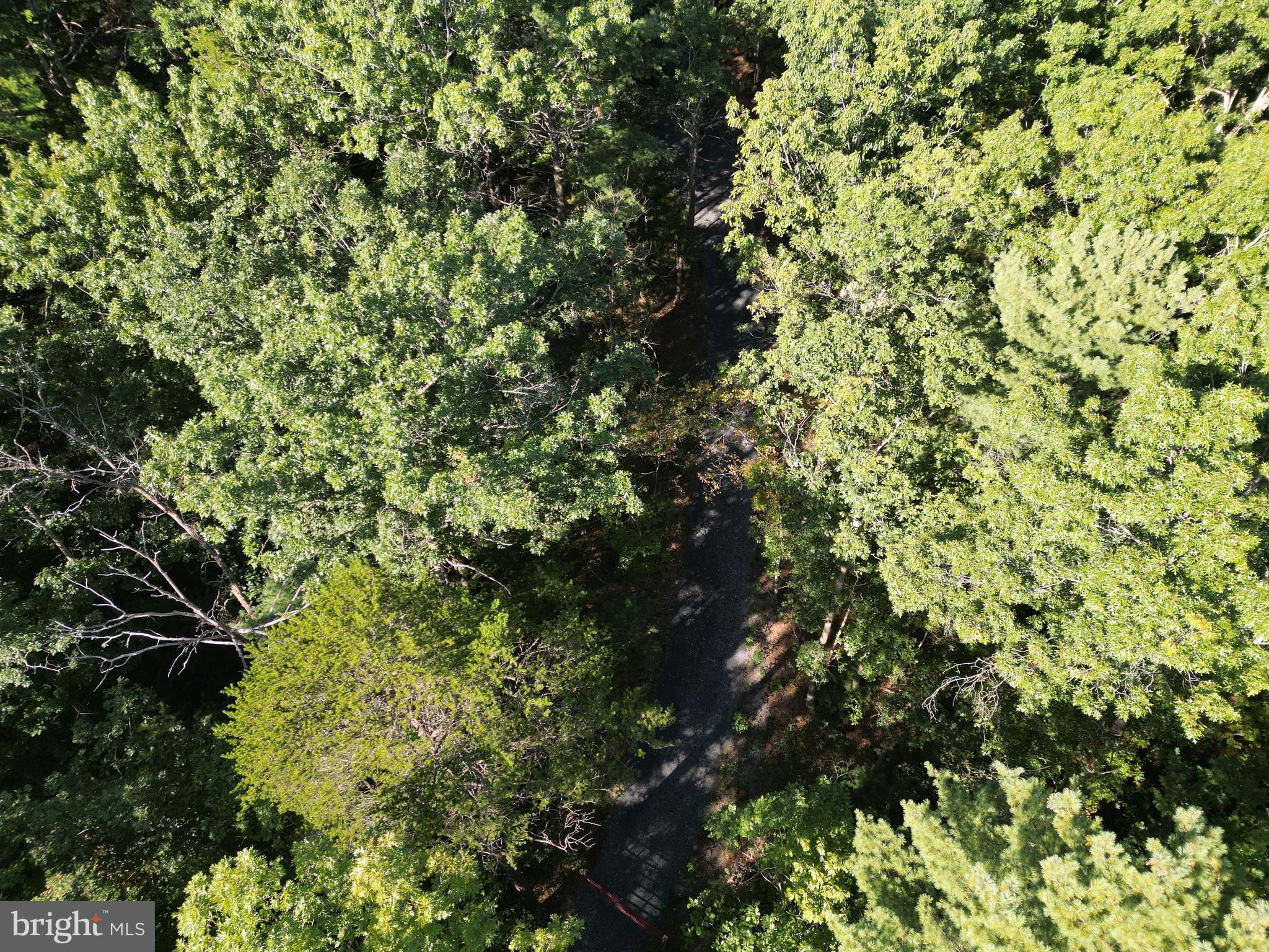 Alum Springs Road Basye, VA 22810 - Photo 31 of 63 a view of a tree