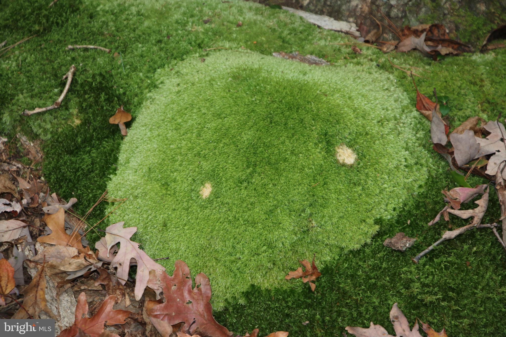 Alum Springs Road Basye, VA 22810 - Photo 36 of 63