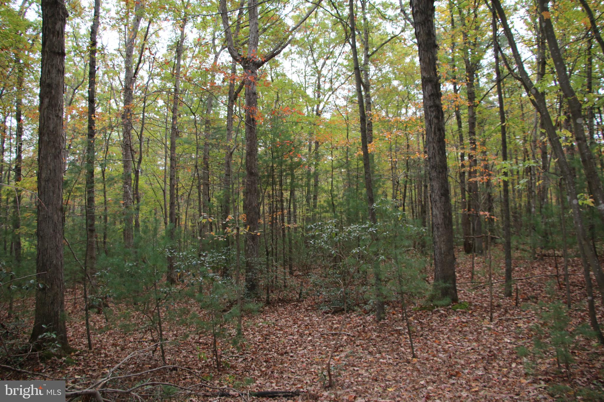 Alum Springs Road Basye, VA 22810 - Photo 38 of 63 a view of a forest with trees in the background