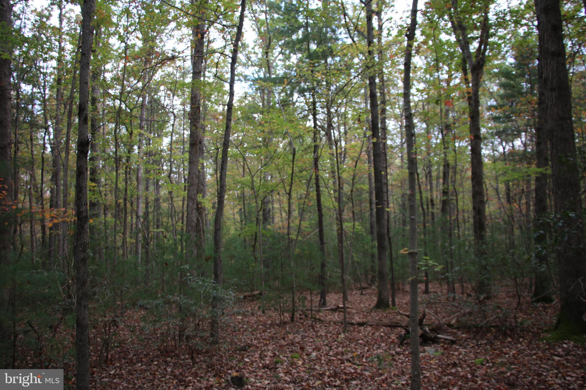 Alum Springs Road Basye, VA 22810 - Photo 40 of 63 a view of forest