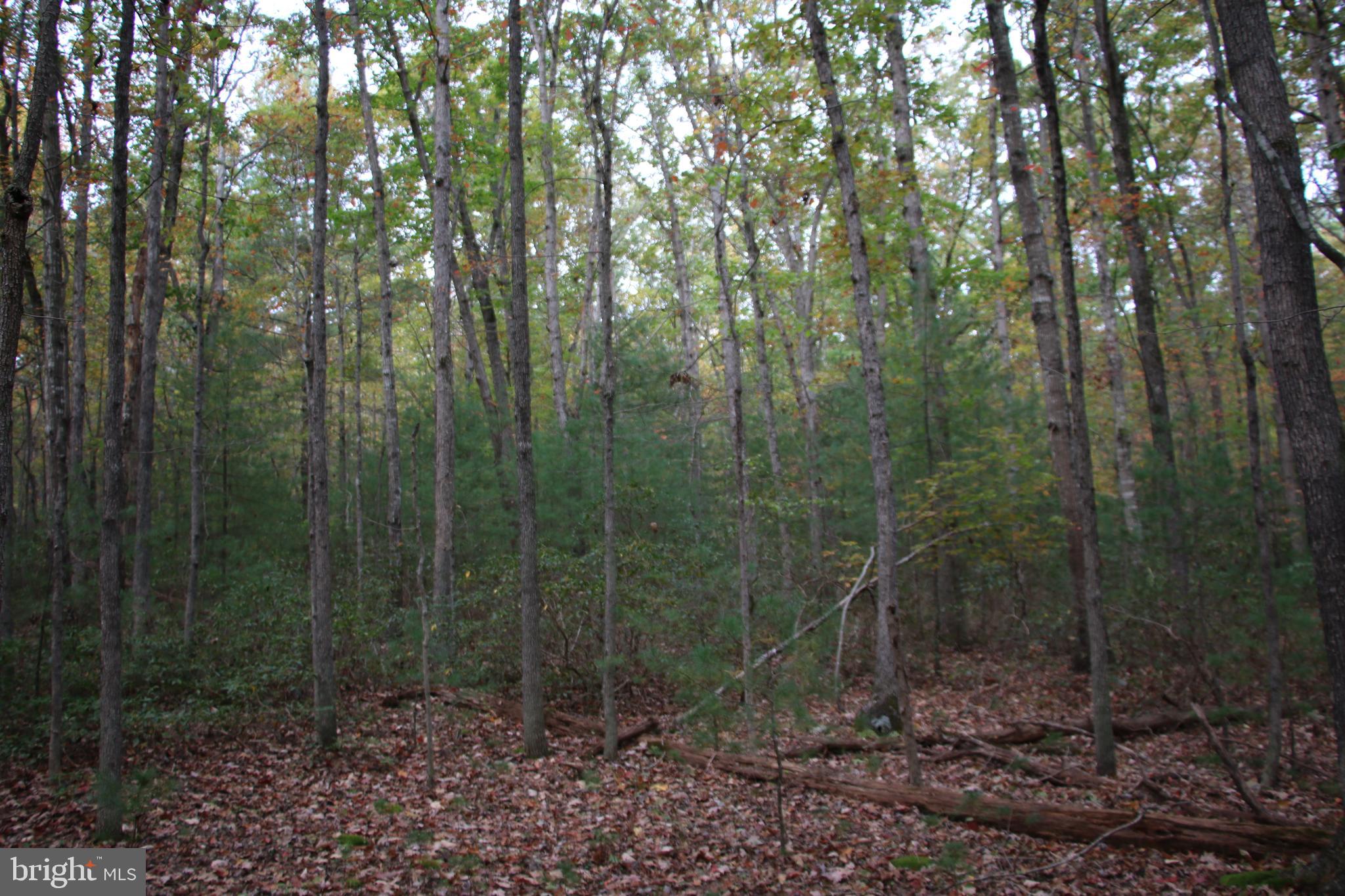 Alum Springs Road Basye, VA 22810 - Photo 42 of 63 a view of a forest with trees in the background