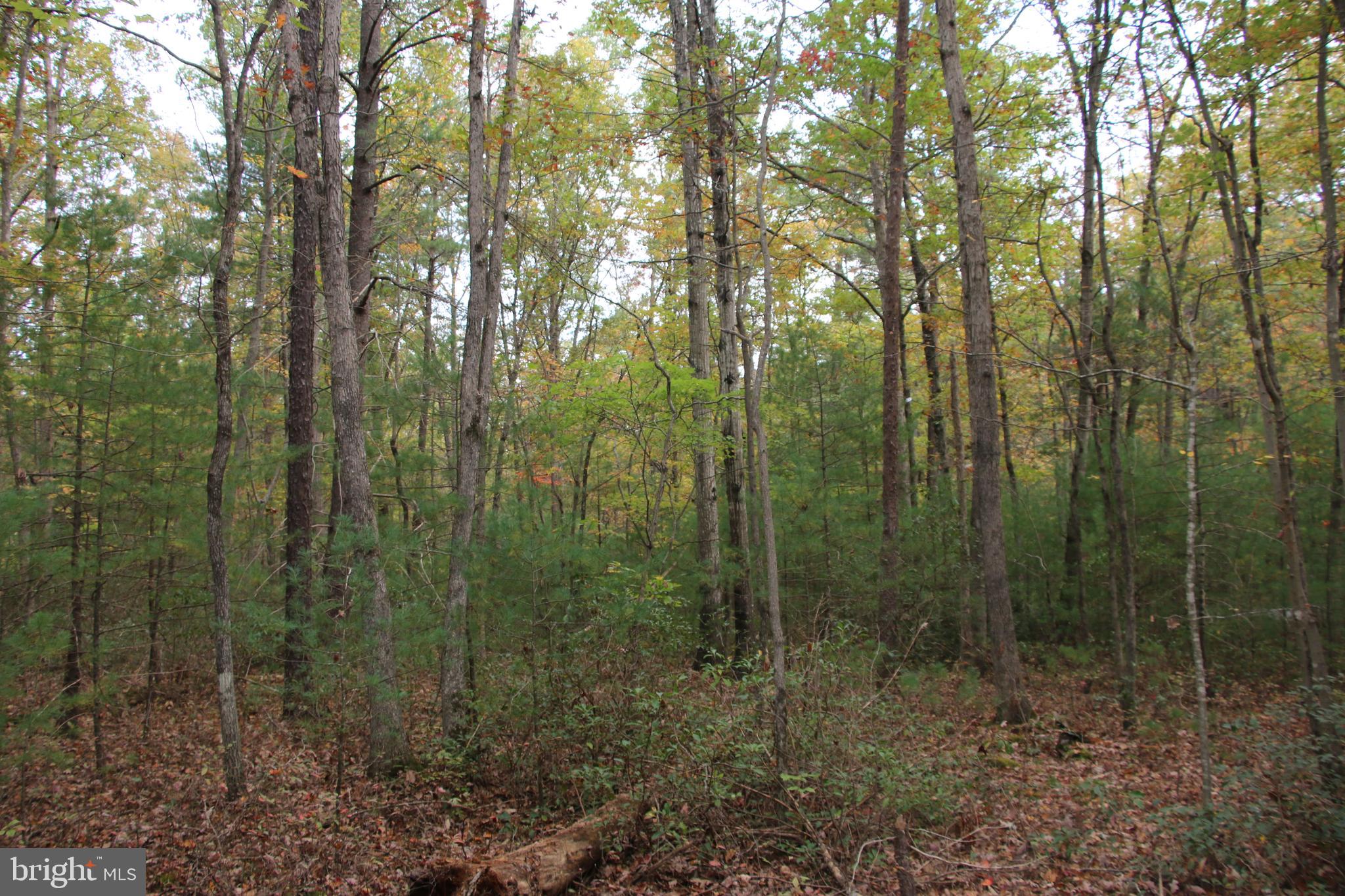 Alum Springs Road Basye, VA 22810 - Photo 44 of 63 a view of a forest