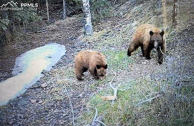 8 County Road Victor, CO 80860 - Photo 5 of 9