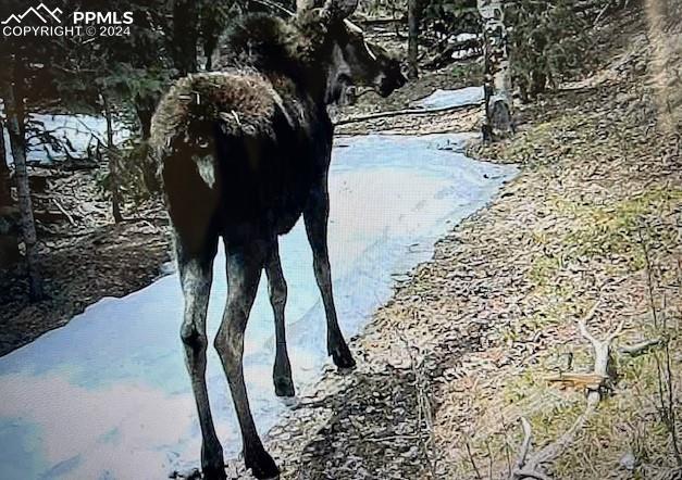 8 County Road Victor, CO 80860 - Photo 6 of 9