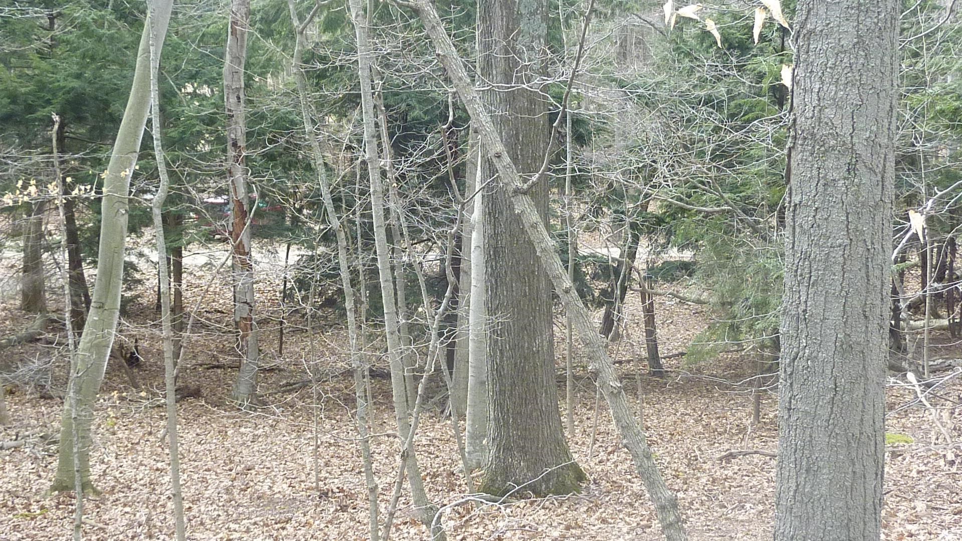 0 Old State Road Frankfort, MI 49635 - Photo 14 of 17