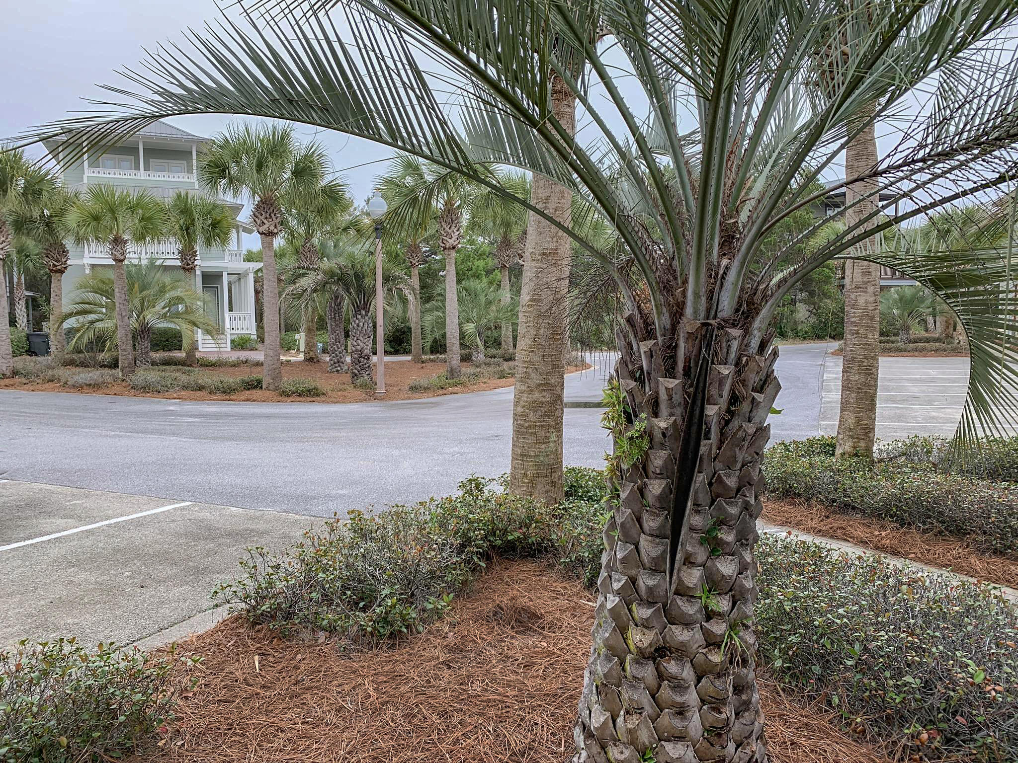 Lot7-blkc Lot7-blkc Beach Inlet Beach, FL 32461 - Photo 3 of 16 a backyard of a house with lots of green space