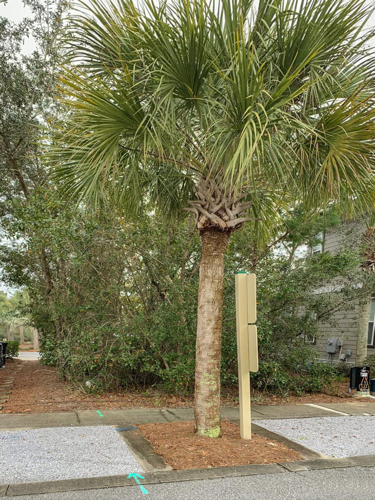 Lot7-blkc Lot7-blkc Beach Inlet Beach, FL 32461 - Photo 5 of 16 a pathway of a yard