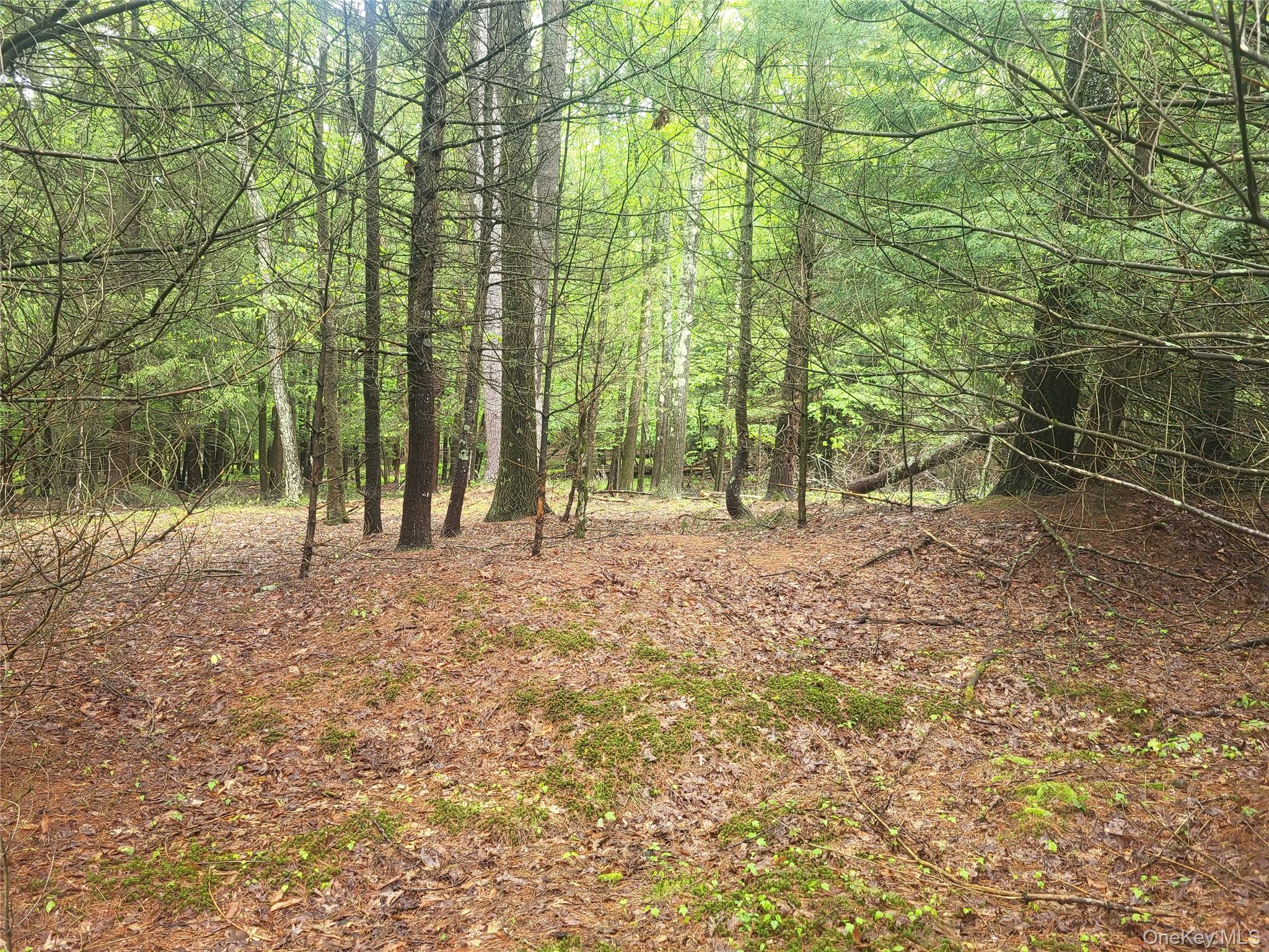 Marsh Road Fallsburg, NY 12733 - Photo 5 of 20