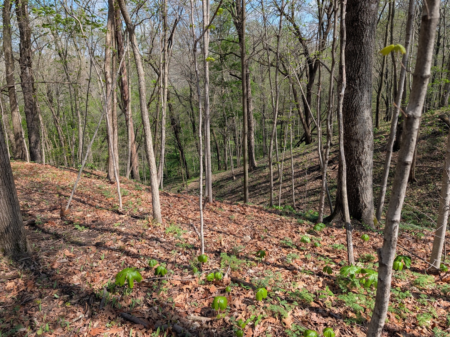 15018 North 630 East Road Fairmount, IL 61841 - Photo 32 of 47