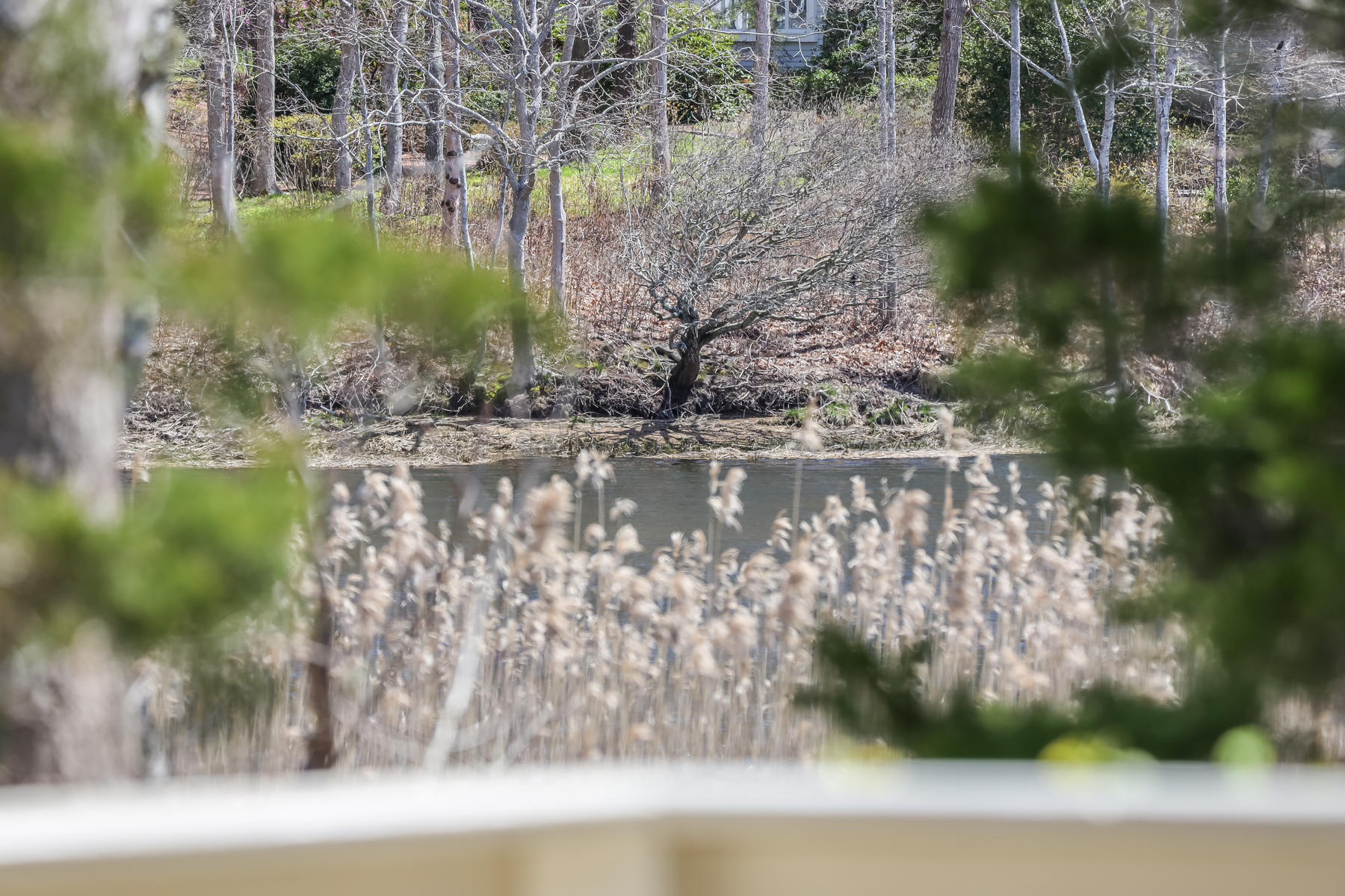 50 Pheasant Way, Unit A&B Centerville, MA 02632 - Photo 52 of 62 3P2A9337