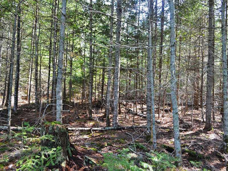 Lot 117 Landing Road South Hancock, ME 04640 - Photo 5 of 8 Land/Lot.