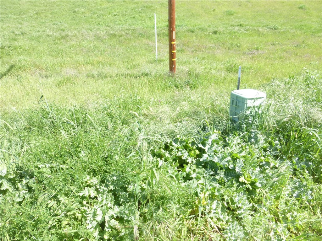 0 Douglas Road San Miguel, CA 93451 - Photo 20 of 42 a close up of a plant in a field