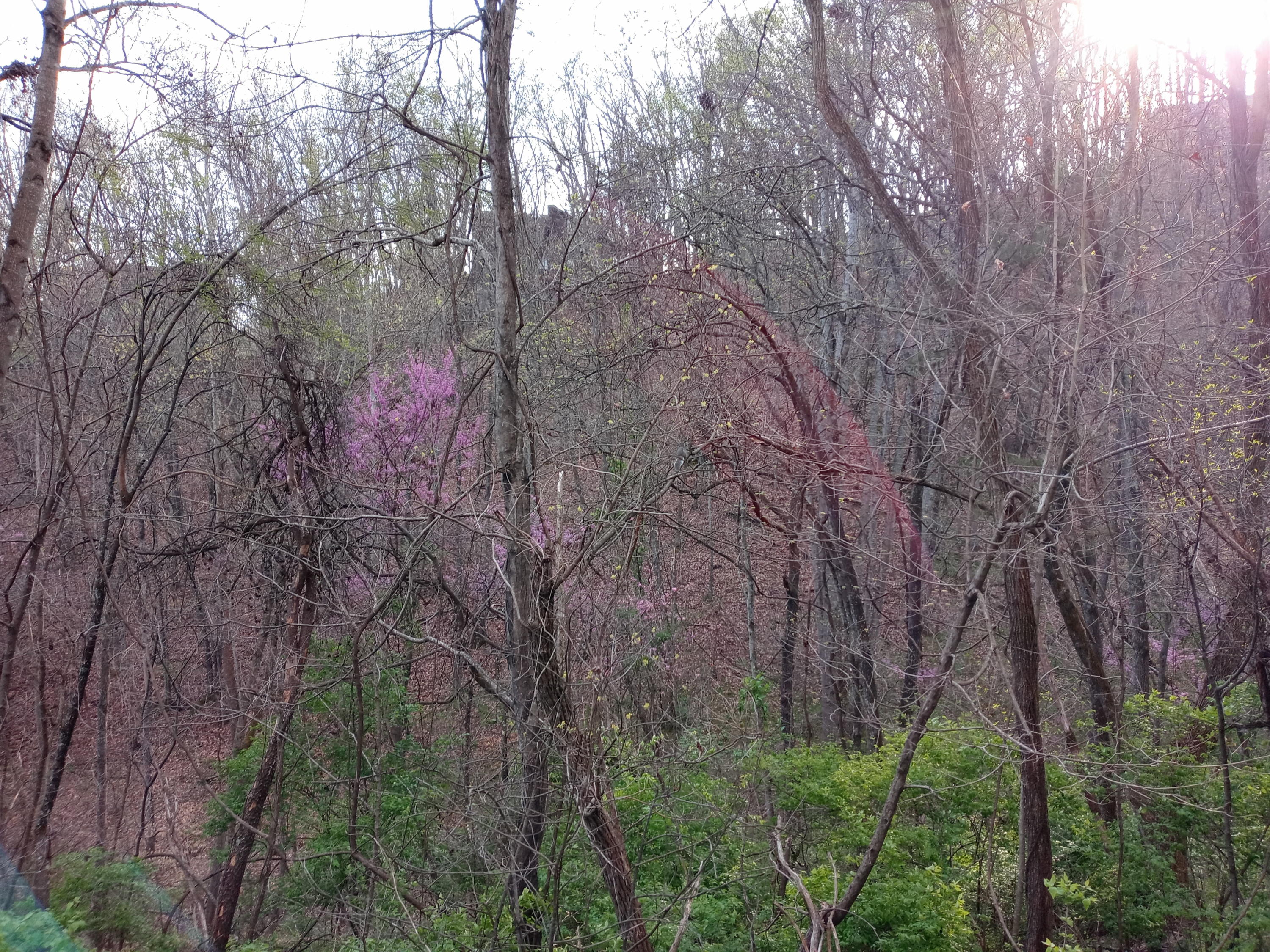 Lot 6-7 Big Ridge Road, Unit 7 Johnson City, TN 37601 - Photo 17 of 20 20210408_180405