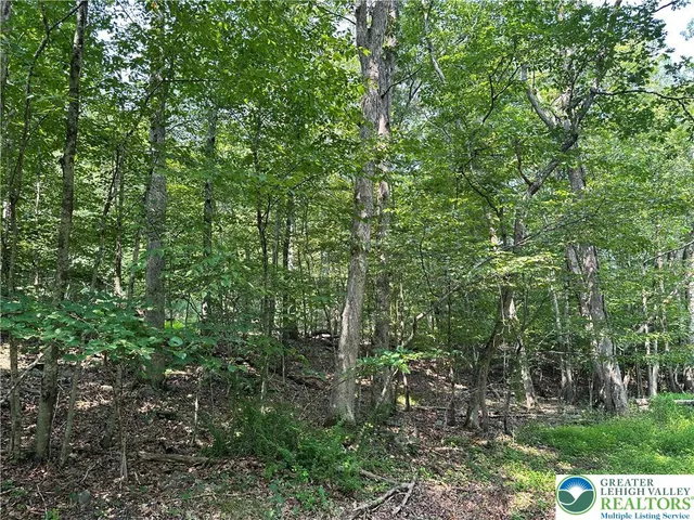 a view of a forest with a tree