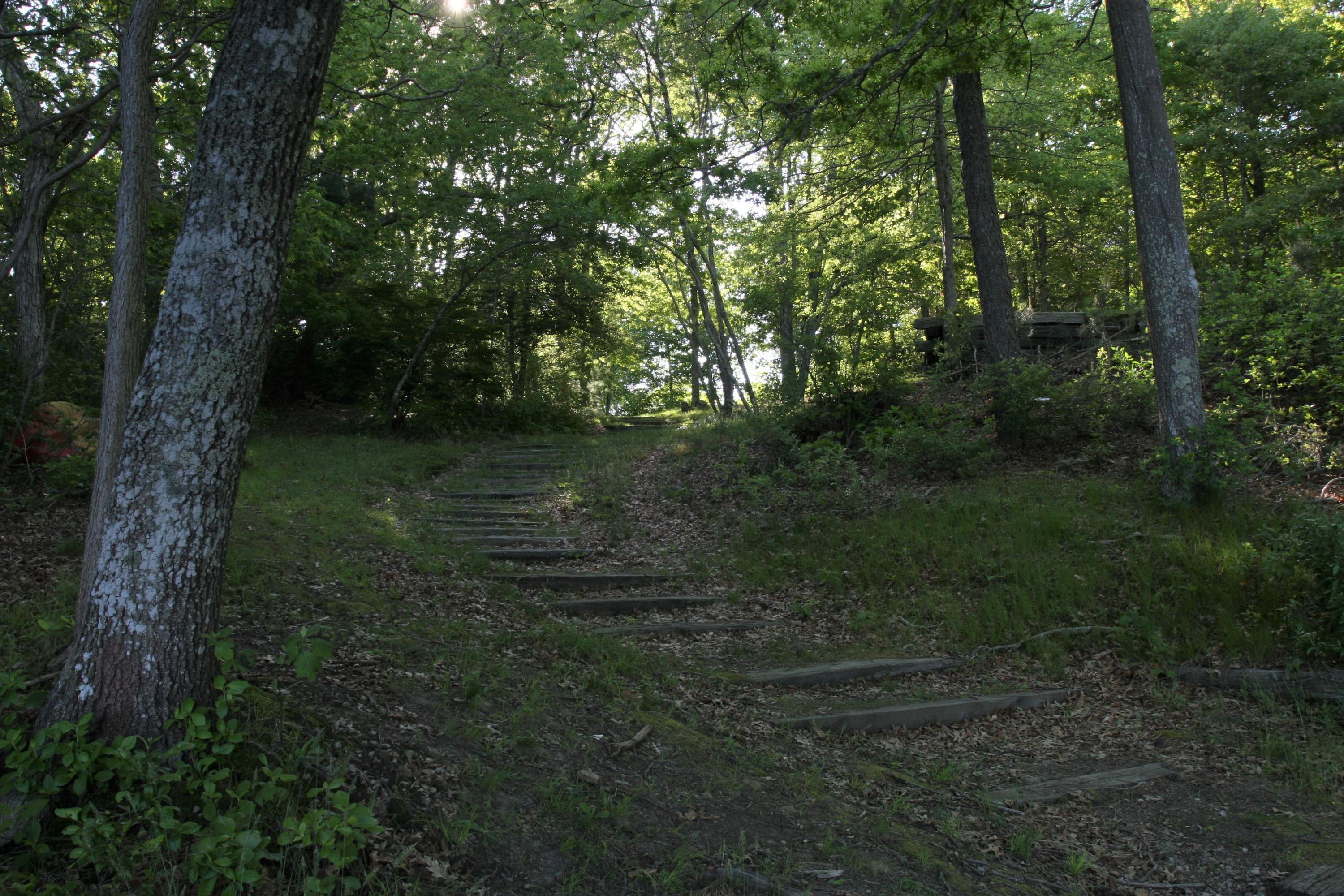 117 Turtleback Road Marstons Mills, MA 02648 - Photo 31 of 35 a view of a lush green forest