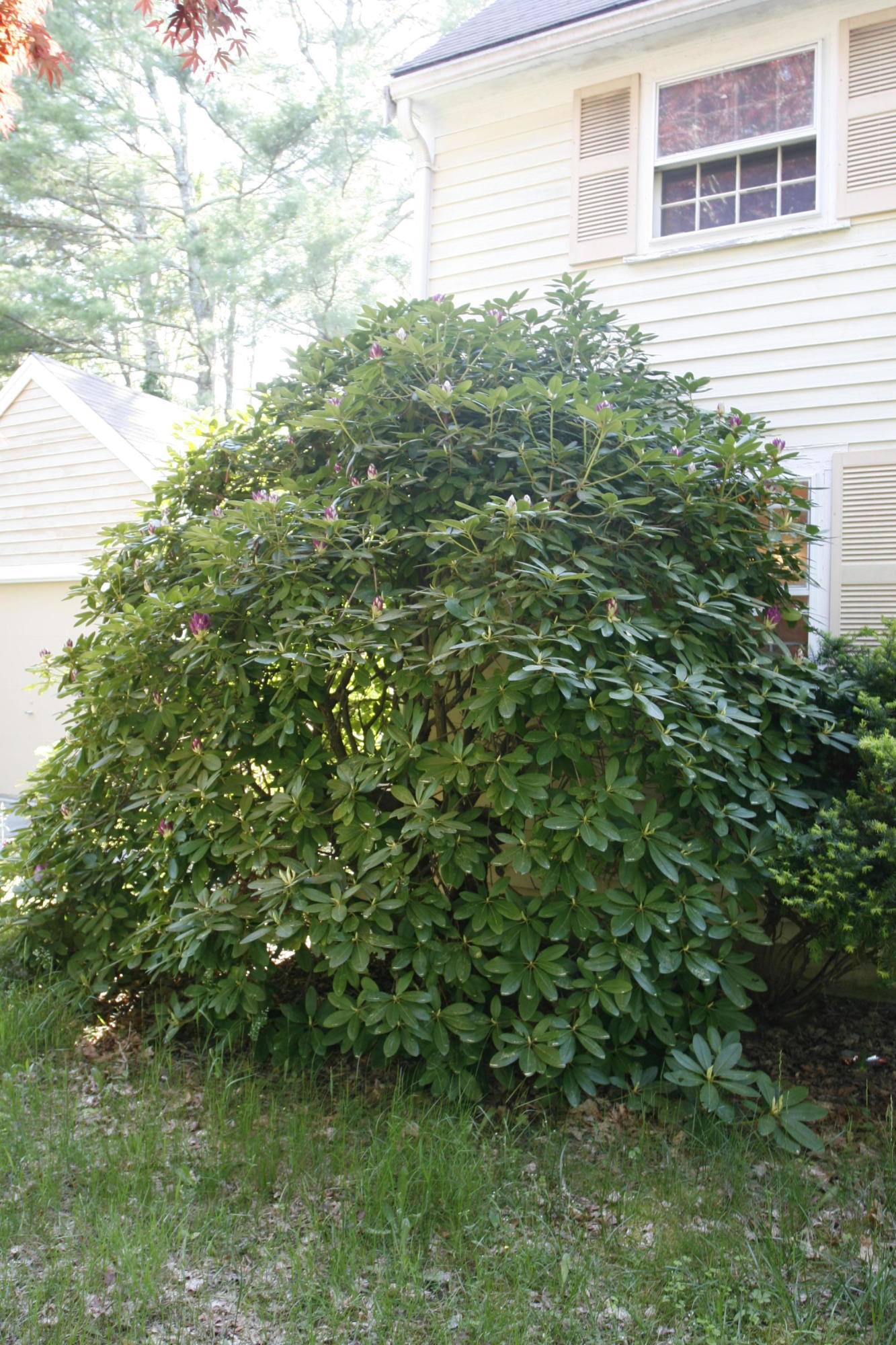 117 Turtleback Road Marstons Mills, MA 02648 - Photo 34 of 35 a view of a big yard with plants and large trees