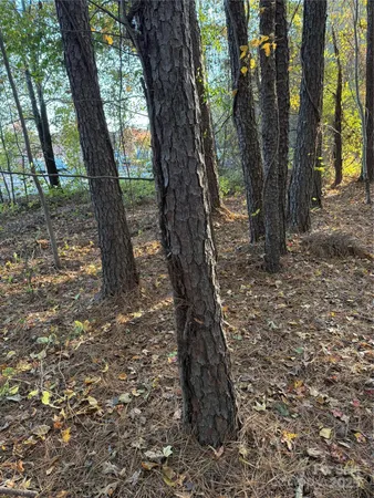 a view of yard