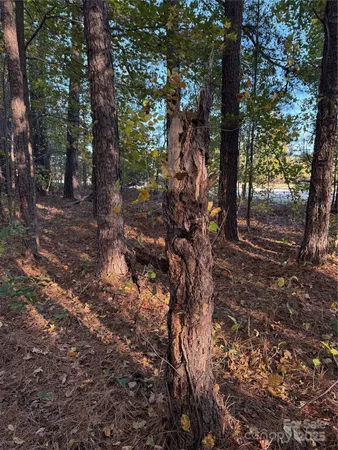 a view of a forest with trees