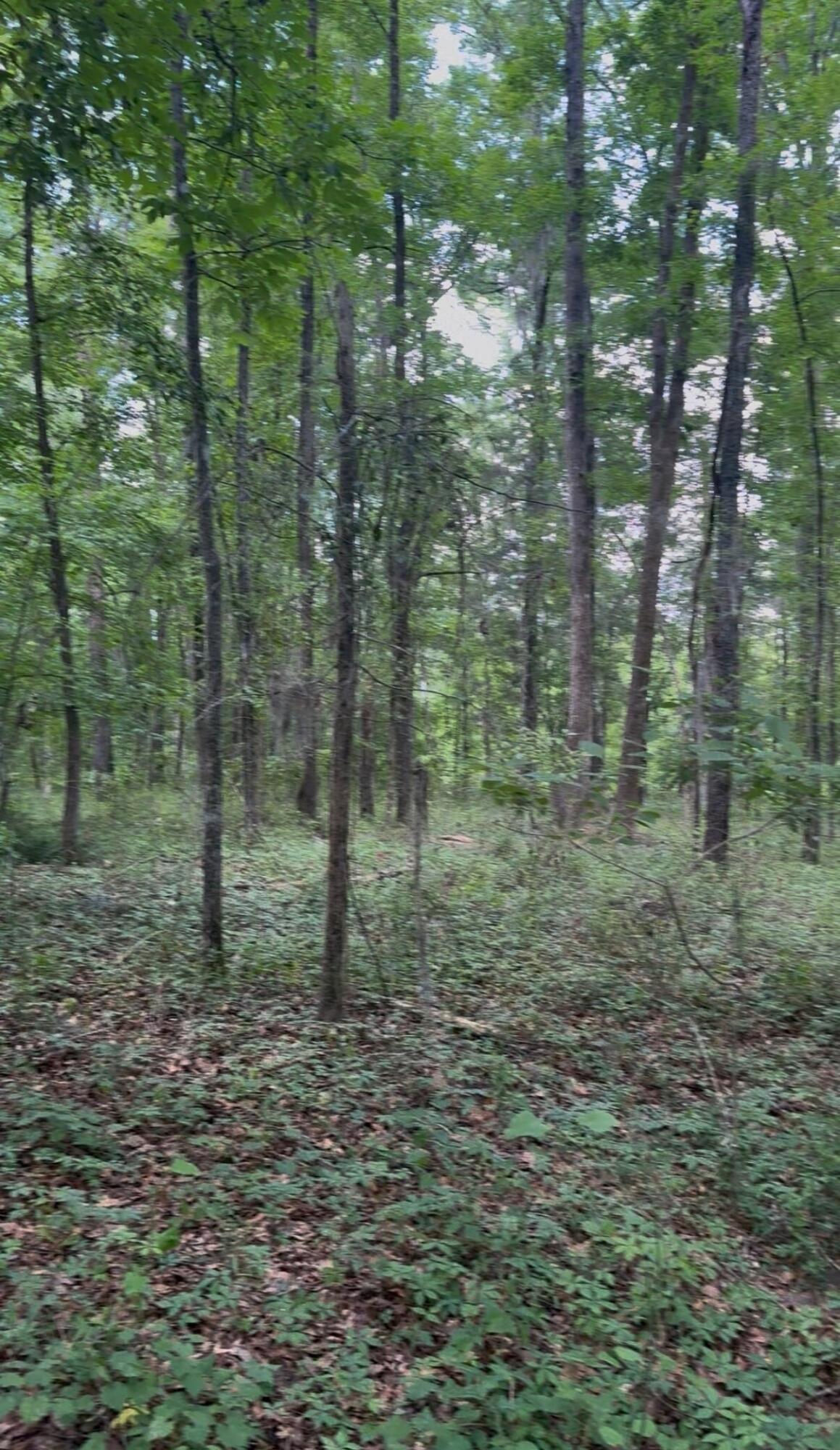 0 Gardenia Road Blackville, SC 29817 - Photo 7 of 9