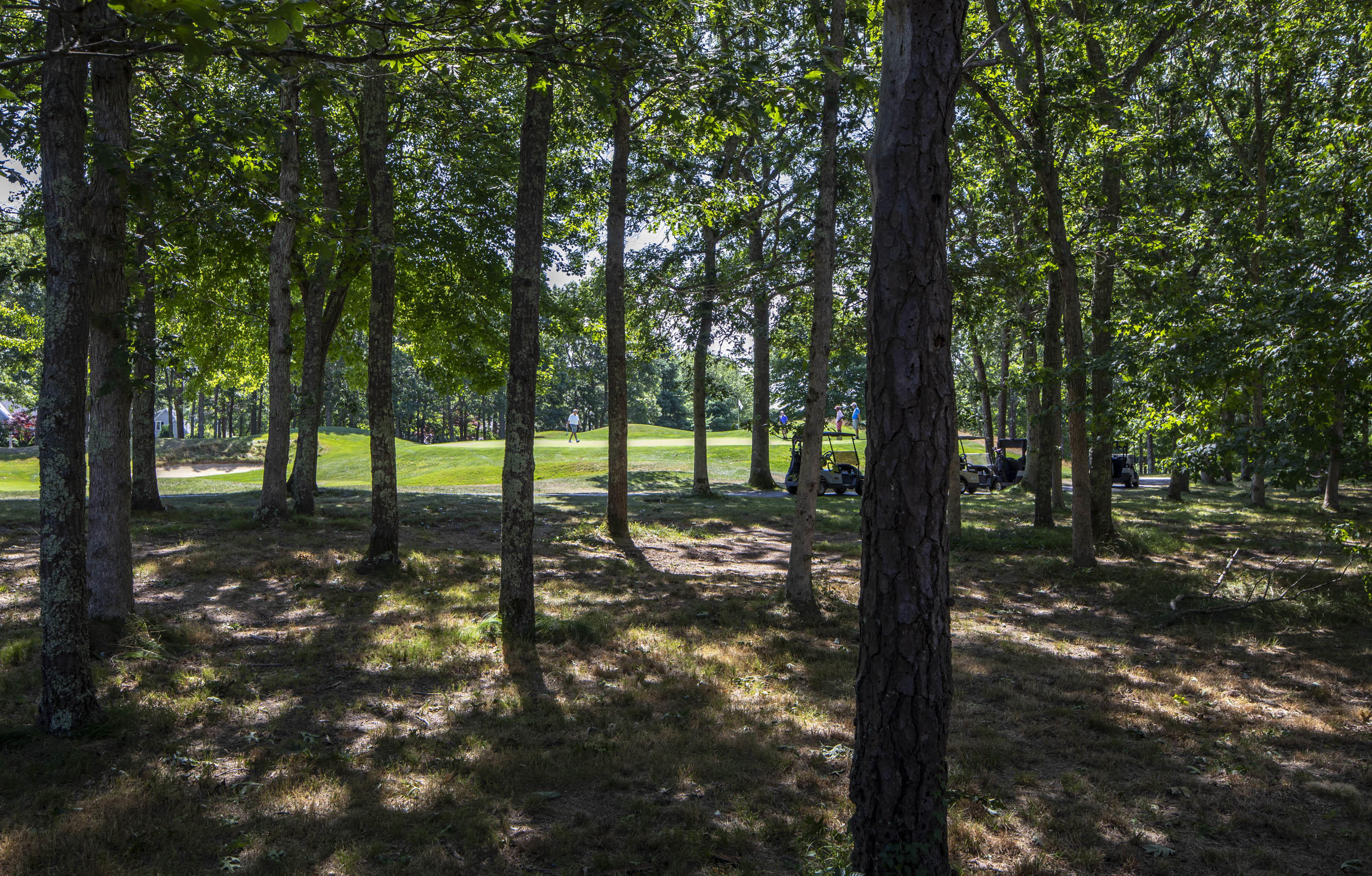 11 Reflection Drive Sandwich, MA 02563 - Photo 23 of 24 a view of a forest with trees