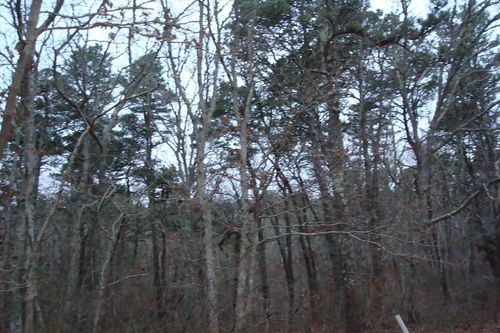 a view of forest with trees