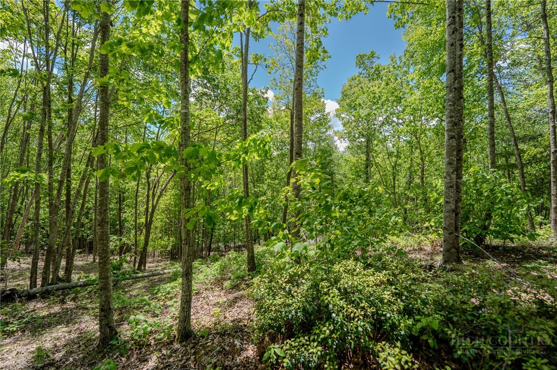 0 Beaver Dam Road Elk Park, NC 28622 - Photo 2 of 14 a view of a yard