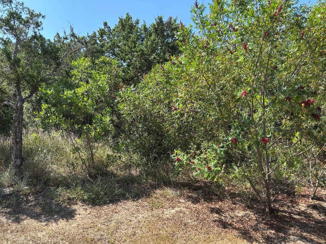 Undisclosed Address Dripping Springs, TX 78620 - Photo 19 of 19 View of undeveloped land