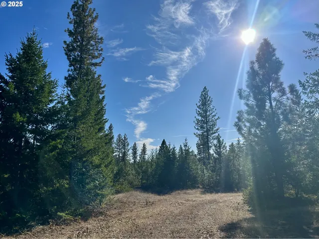 a view of a forest with trees in the background
