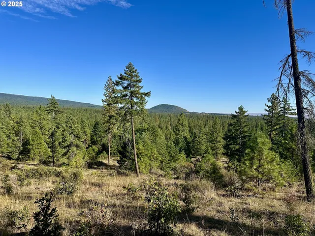 a view of a bunch of trees and bushes