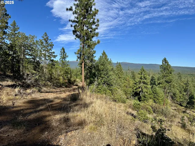 a view of a yard with plants and a bench