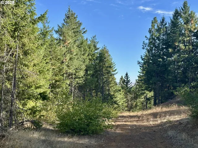 a view of a yard with a tree