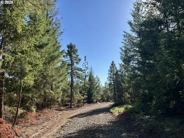 a view of a forest with trees in the background