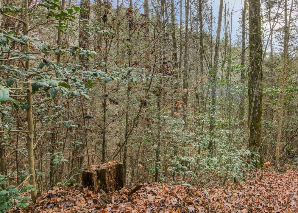 Lot 2 Laurel Overlook Road Ellijay, GA 30540 - Photo 2 of 10