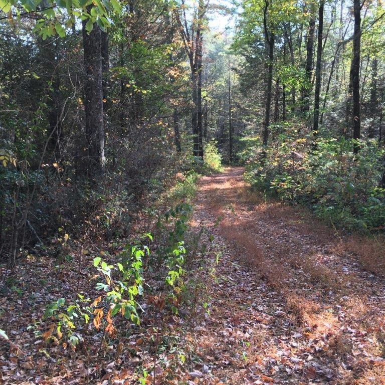 Lot 2 Laurel Overlook Road Ellijay, GA 30540 - Photo 5 of 10