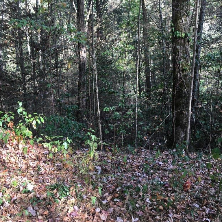 Lot 2 Laurel Overlook Road Ellijay, GA 30540 - Photo 6 of 10