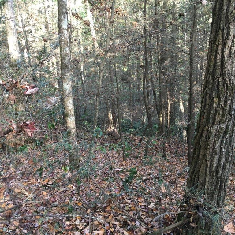 Lot 2 Laurel Overlook Road Ellijay, GA 30540 - Photo 7 of 10