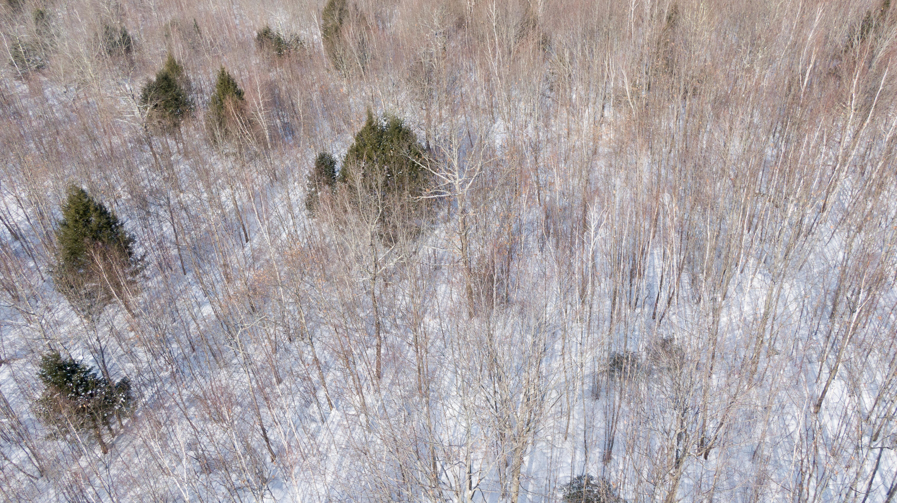 Tbd Targett Road New Gloucester, ME 04260 - Photo 4 of 8 DJI_0345_V1