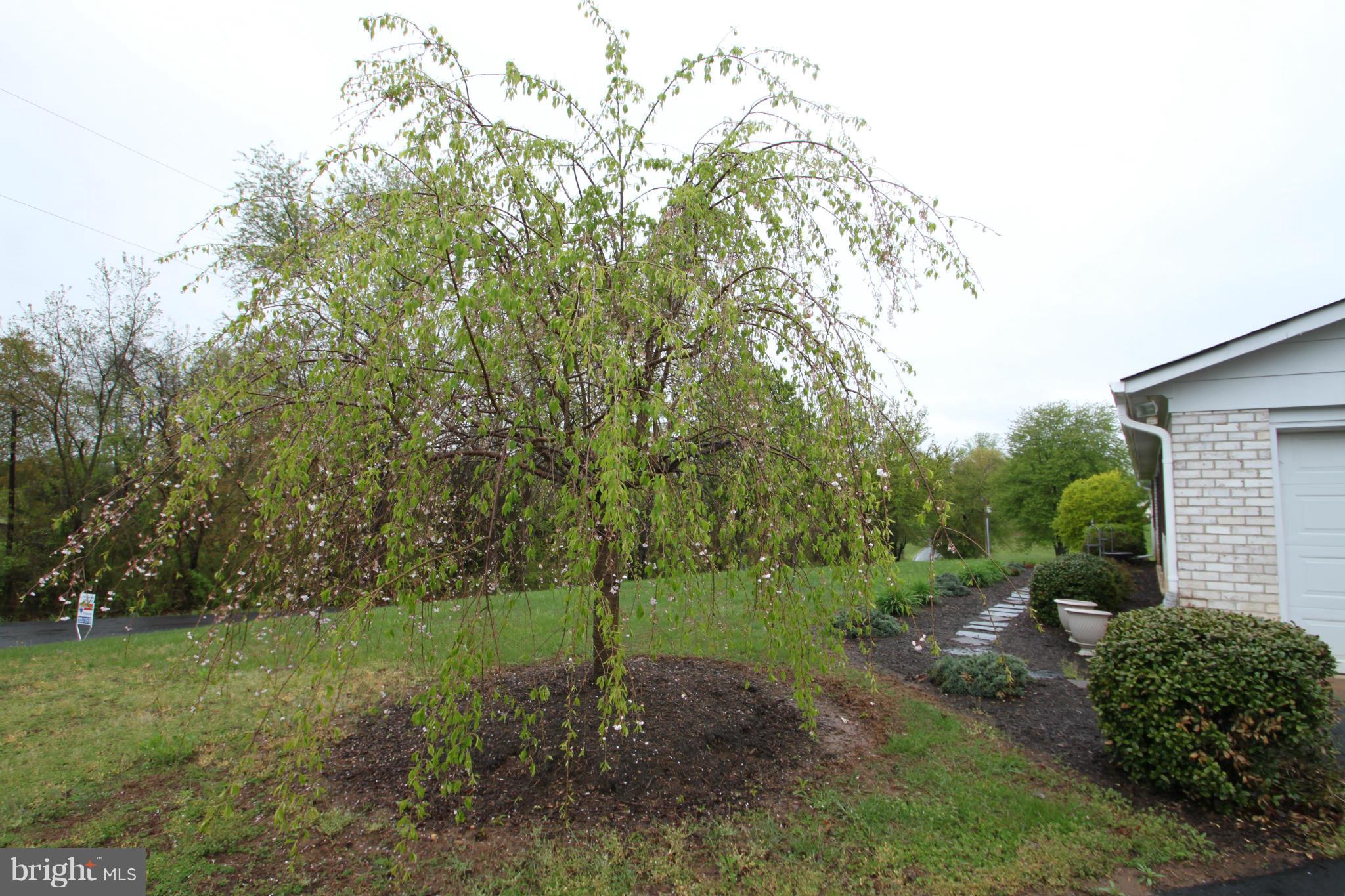 9403 White Shop Road Culpeper, VA 22701 - Photo 5 of 17 Lovely trees and landscaping