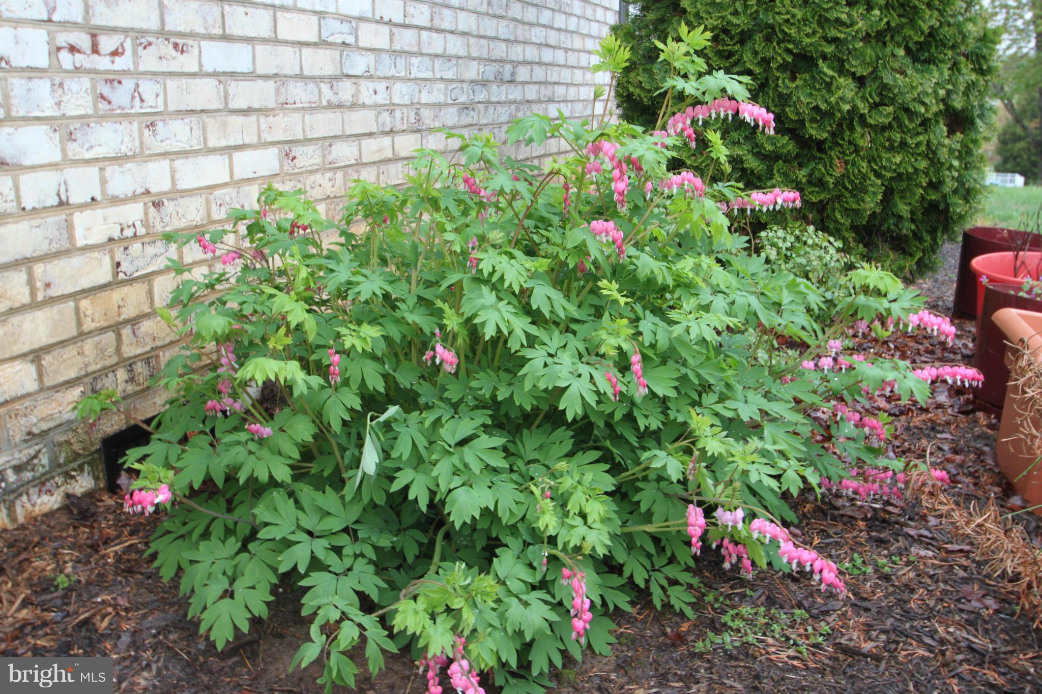 9403 White Shop Road Culpeper, VA 22701 - Photo 7 of 17 Lovely landscaping!