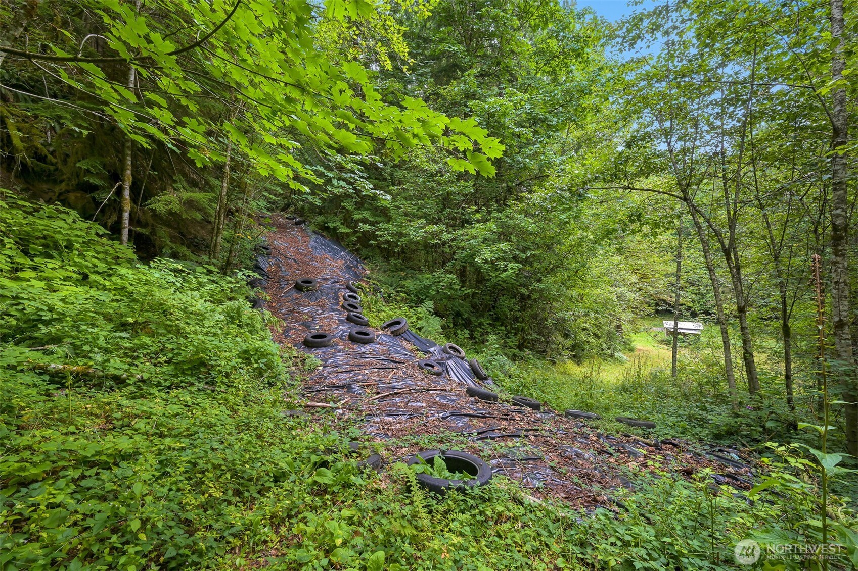 7326 Mt Baker Highway Deming, WA 98244 - Photo 15 of 25 a picture of trees