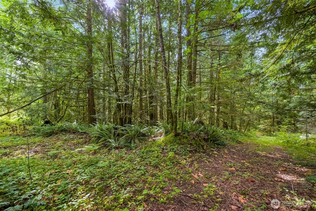 a view of a forest with trees in the background